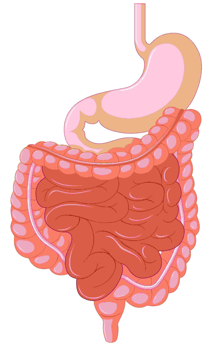 Digestion