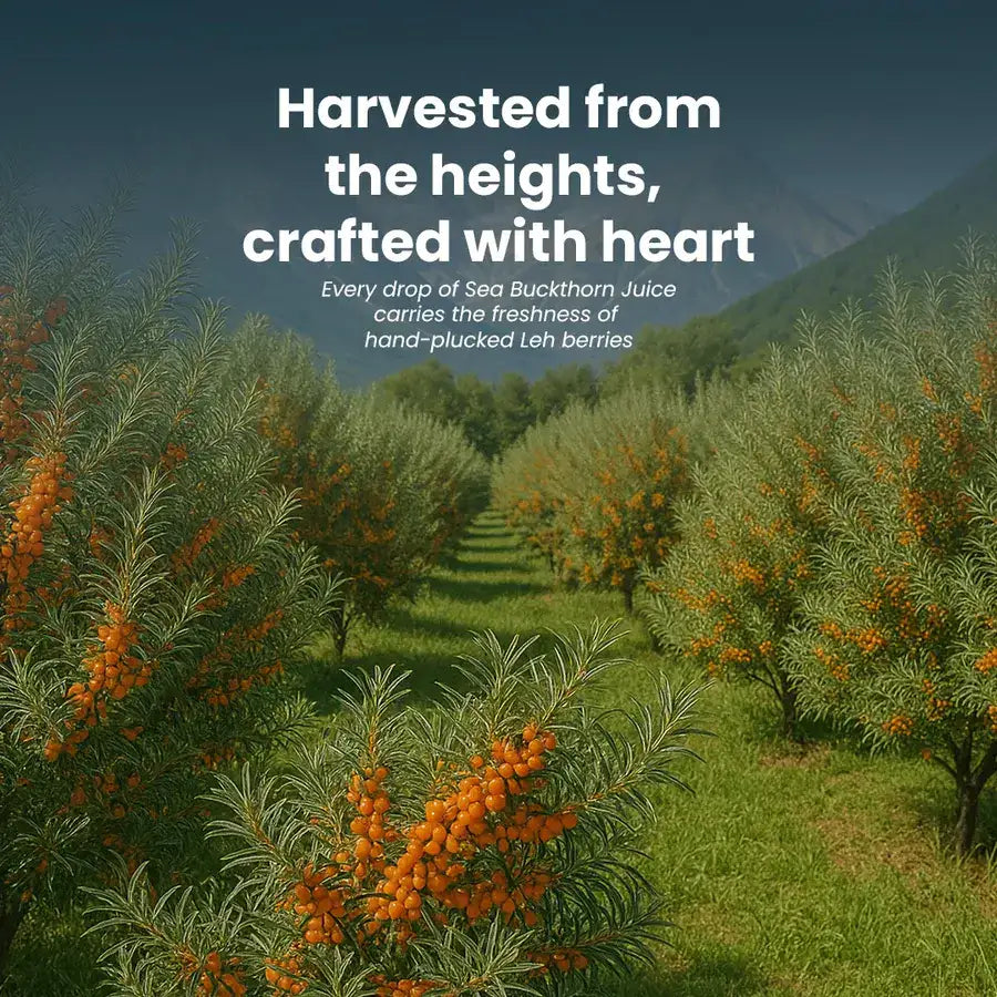 Krishna's Seabuckthorn Juice